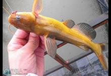 海竿库钓黄颡鱼的一些技巧