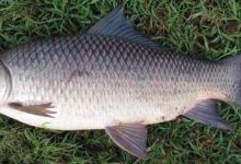 夏末初秋水库钓泰鲮的技巧及饵料配方