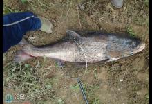 手竿钓鲢鳙鱼的技巧和饵料（史上最全）