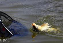 春季钓鲤鱼的几点经验与重要信息