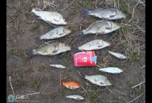 春季钓鲫鱼的十字诀