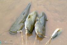 鲶鱼的生活习性以及钓法解析