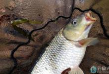 钓鲤鱼的五个关键技巧介绍