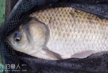 水浅野钓大鲫鱼技巧（钓点、饵料、钓法）