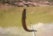 秋季钓泥鳅的用饵以及施钓技巧