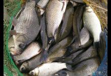 野钓鲫鱼技巧全解（习性、钓具、饵料、技巧等）