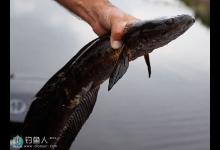 夏季野外钓黑鱼的四个技巧