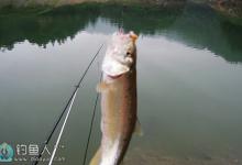 野外流水悬坠钓马口鱼的实战技巧