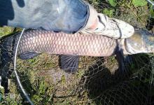 盛夏在水库钓获26斤草鱼的饵窝技巧大揭秘