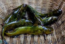 夏秋时节夜钓黄颡鱼技巧