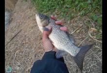 初冬手竿野钓鲫鱼的技巧全解析