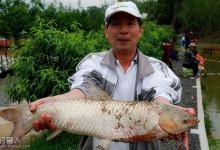 盛夏钓草鱼的6个方法与5个注意