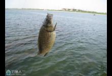 初春手竿钓大鲫鱼的技巧分析