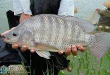 钓到罗非后如何抓鱼才会不扎手？