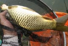 春夏之交时节如何手竿钓鲤鱼的技巧