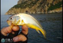 钓黄花鱼的技巧（习性、钓点、时间等）