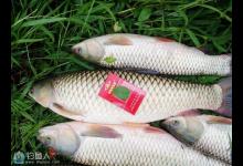 垂钓大草鱼的三种实用作钓方案