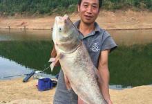 夏季手竿浮钓鲢鳙技巧（附实战钓组、饵料）