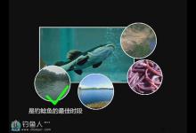 夜钓鲶鱼时必知的五个知识点