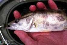 钓友在江西赣江夜钓鳜鱼的实战技巧