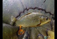 冬季野钓鲫鱼的出钓时机与技巧