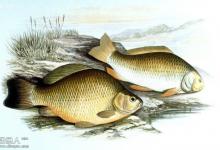 鲫鱼的生活习性和垂钓技巧