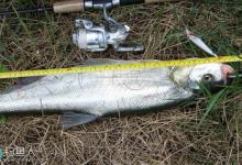 金秋时节夜钓江河翘嘴鱼的技巧