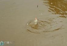 秋季浑水鱼塘钓鲤鱼技巧