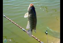 深度剖析路亚罗非鱼的技巧