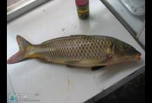 河流作钓黄河鲤鱼如何搭配诱饵及遛鱼技巧