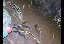 初秋插边竿夜钓鲶鱼攻略