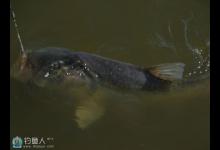 炎炎夏季垂钓鲢鳙鱼五个技巧