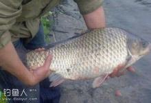 夏季野河钓鲫鱼的实战技巧全解析