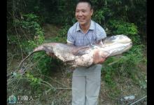 再谈手竿钓鲢鳙的一些技巧与心得