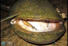 鲶鱼的路亚配装抛投技巧和操控