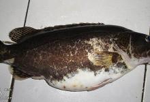 如何钓野生鳜鱼的技巧（实战精华版）