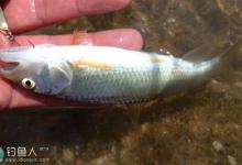 河流拉饵垂钓马口鱼攻略