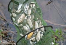 秋季溪流钓鲫鱼的技巧全攻略