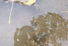 钓黄鳝如何用钩以及选择钓点和垂钓技巧