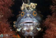 日本笠鳚鱼的垂钓方法与习性介绍