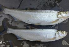 秋季湖库垂钓翘嘴鱼秘招