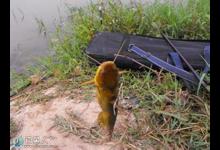 秋冬钓黄颡鱼的五个选择技巧