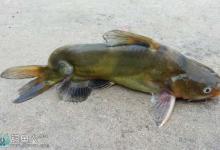 秋季野塘夜钓黄颡鱼的技巧全解析