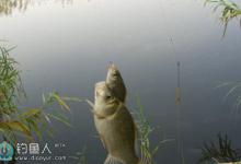 冬季低温用串钩钓鲫鱼的技巧