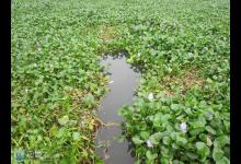 春季草洞钓鲫鱼不打窝的技巧与分析