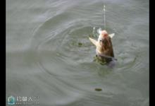 应对狡猾鲫鱼四个诱钓小妙招