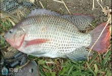 秋季钓罗非鱼的技巧全解析