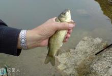 冬季山塘钓野鲫鱼的技巧全解析