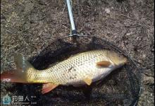 子母坠线虫冬钓鲤鱼的运用