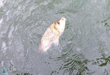 高手谈竞技钓猾口鲫鱼技巧